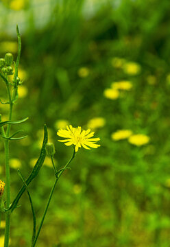 苦荬菜花