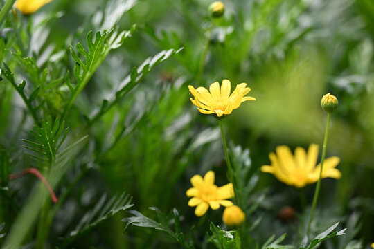 小雏菊