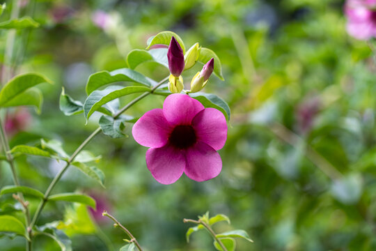 紫蝉花的特写