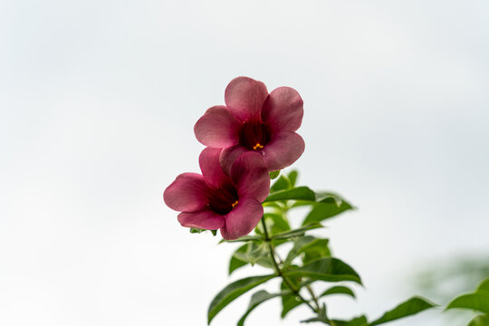 晴空开花植物的特写镜头