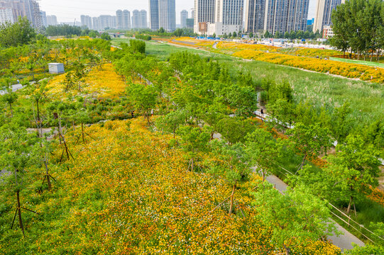 田园风格城市花园小雏菊花园林