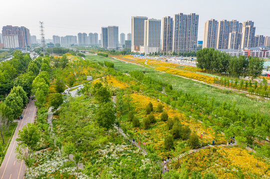 田园风格城市花园小雏菊花园林