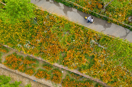 田园风格城市花园小雏菊花园林