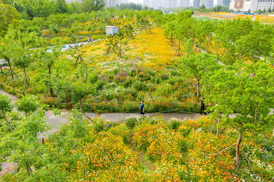 田园风格城市花园小雏菊花园林