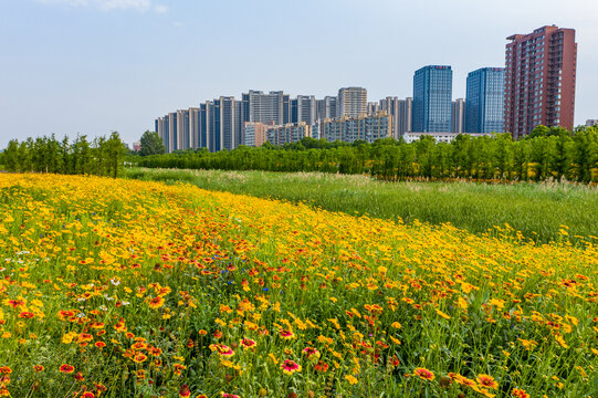 田园风格城市花园小雏菊花园林