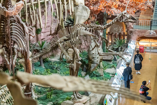河南自然博物馆恐龙化石标本