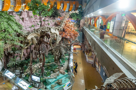 河南自然博物馆恐龙化石标本
