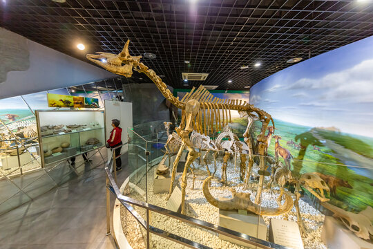 河南自然博物馆古象厅古化石