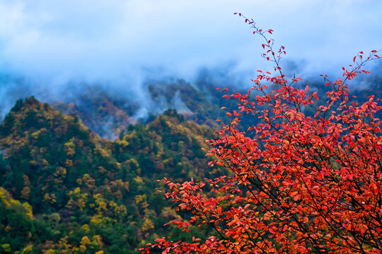 米仓山秋景