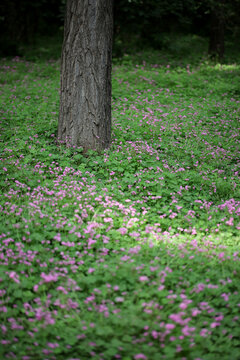 紫色醡浆草