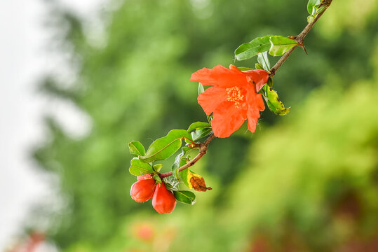 石榴花