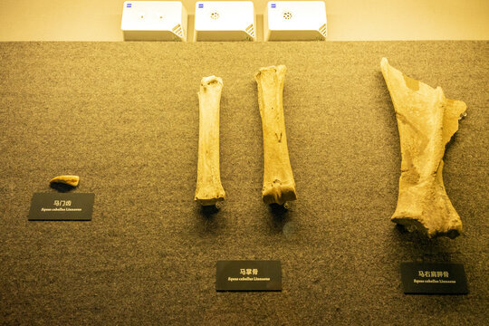 原始社会驯化动物骨骼化石