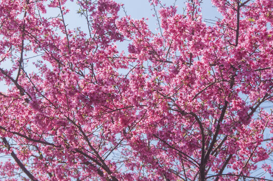 绯樱花满枝头