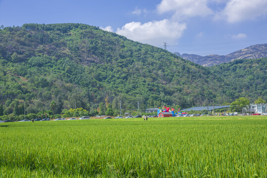 稻田