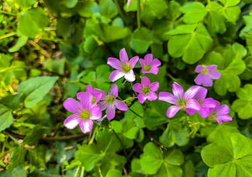 紫花酢浆草