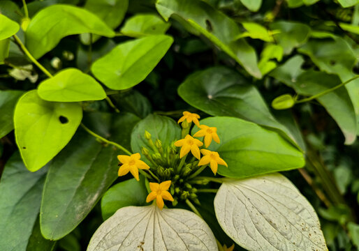 黄色花蕊