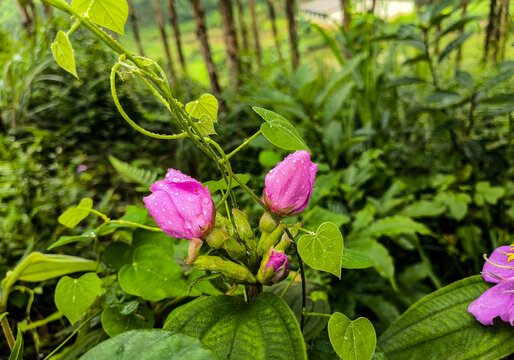 印度野牡丹花蕾