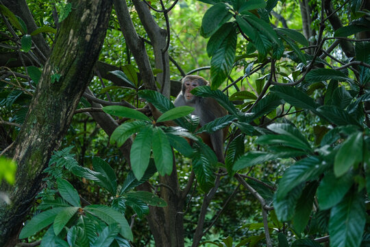 桂林猴子
