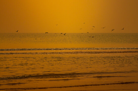 夕阳余晖下海面海鸥飞翔
