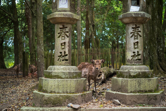 梅花鹿