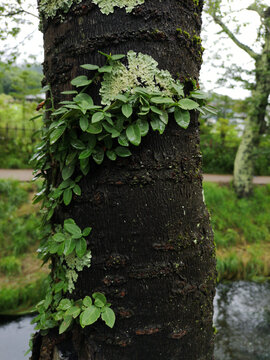 日本东京忍野八海的寄生植物