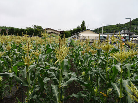 日本东京忍野八海的玉米地