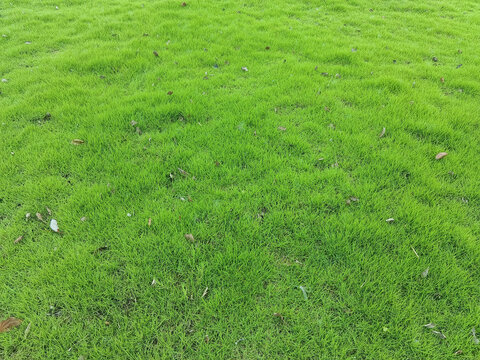草坪