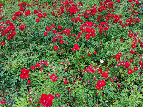 公园小红花