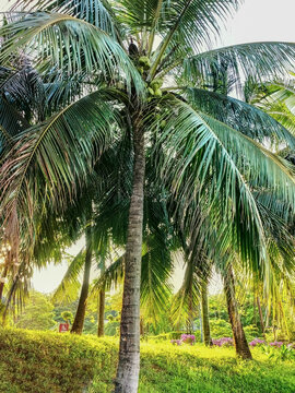 椰树椰子树