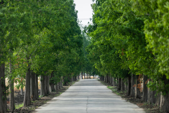 林间道路