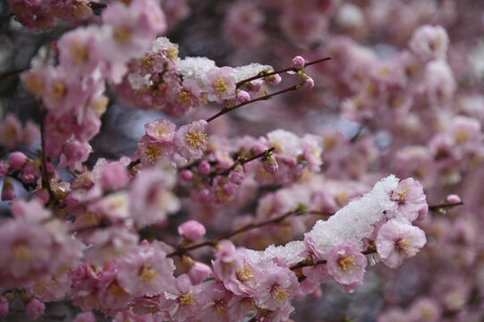 雪后的桃花