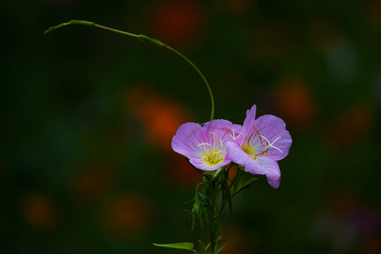 格桑花开静悄悄