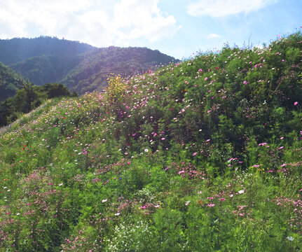 格桑花