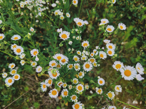 飞蓬草花