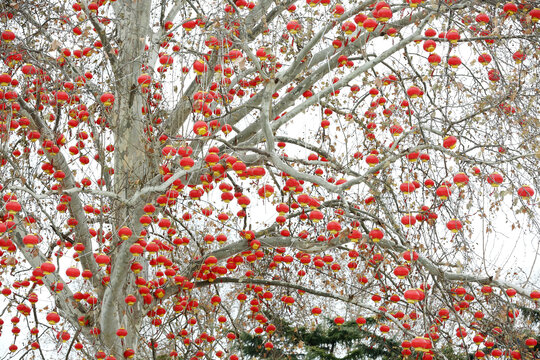 雪中一树红灯笼