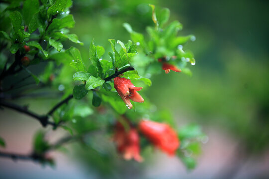 石榴花