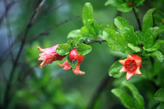 石榴花