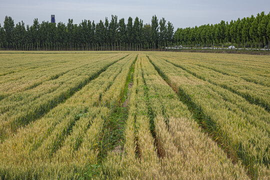 即将成熟的麦子地高清大图