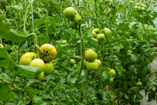 有机西红柿种植