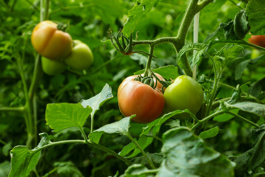 番茄种植园