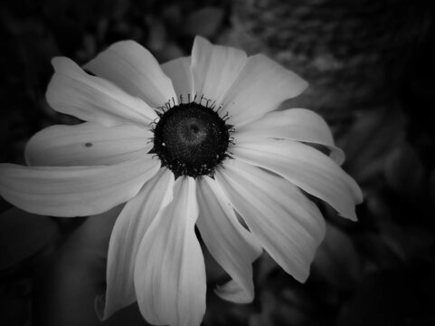 黑白菊花