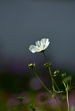 格桑花