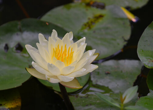 莲花