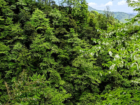 漫山遍野的鸽子花