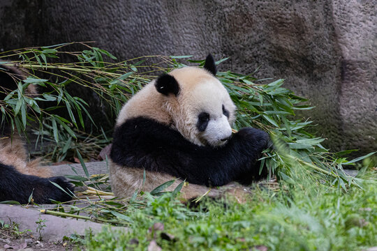 悠闲的大熊猫