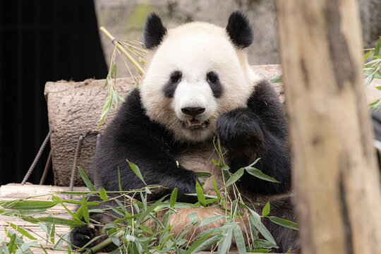 坐姿的熊猫