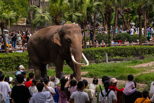 动物园大象馆