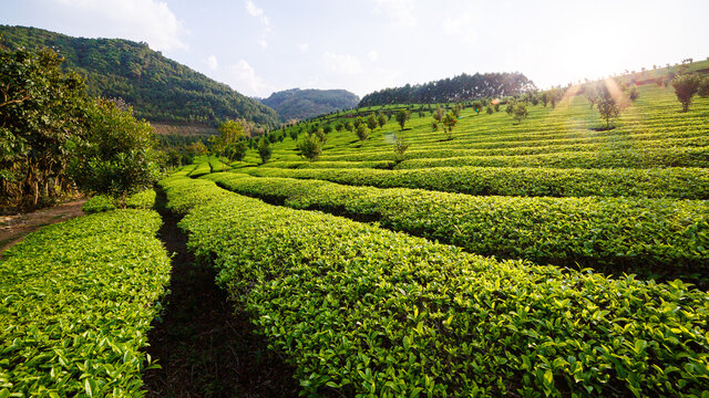 茶叶