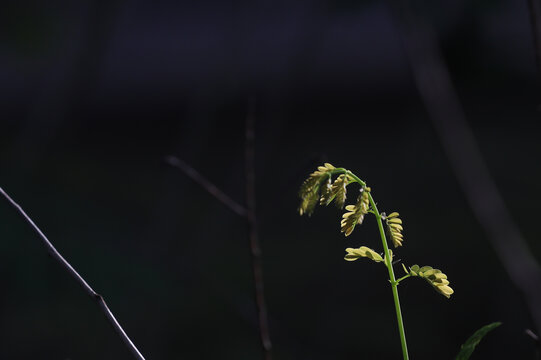 发芽