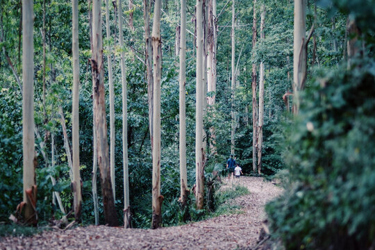 山林中的休闲步道